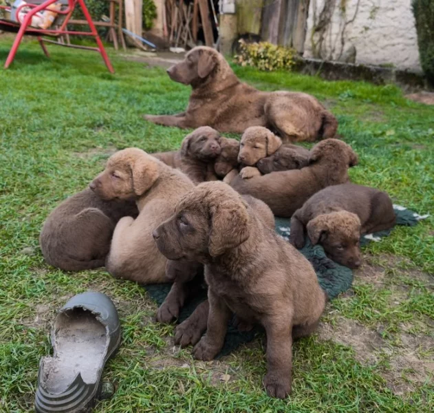 Chesapeake bay retrívr