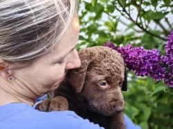 Chesapeake bay retrívr