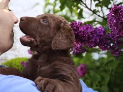 Chesapeake bay retrívr