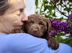 Chesapeake bay retrívr