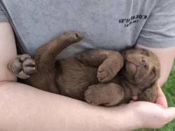 Chesapeake bay retrívr