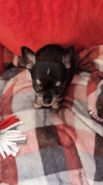 Štěňátka hladkosrsté čivavy bez PP