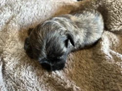 Havanský psík/bišonek s PP