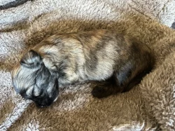 Havanský psík/bišonek s PP