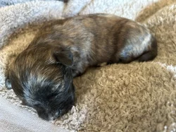 Havanský psík/bišonek s PP