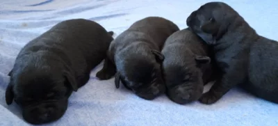 Labradorský retriever s PP černá