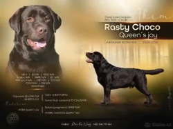 Labradorský retriever s PP černá