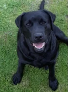 Labradorský retriever s PP černá