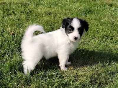 Fenky phalene s PP (papillon s ušima dolů)