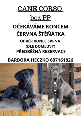Cane Corso