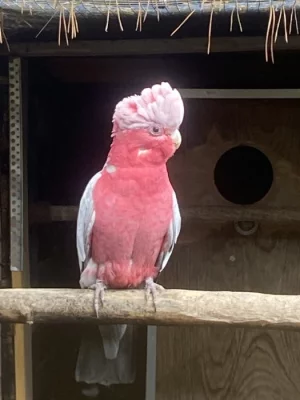 Kakadu růžový 1,0