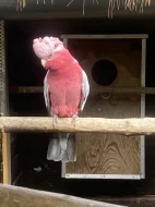 Kakadu růžový 1,0