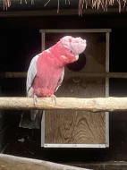 Kakadu růžový 1,0