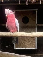 Kakadu růžový 1,0