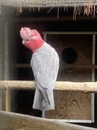 Kakadu růžový 1,0