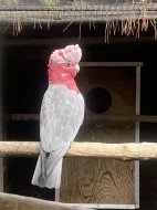 Kakadu růžový 1,0