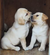 Nabídka štěňat labradorského retrievera