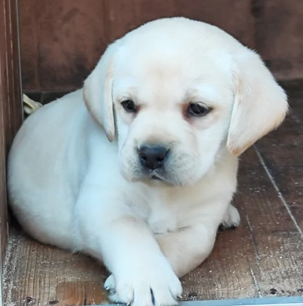 Nabídka štěňat labradorského retrievera