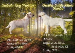 Nabídka štěňat labradorského retrievera