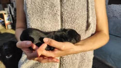 štěňata Flat Coated Retriever