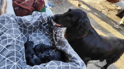 štěňata Flat Coated Retriever
