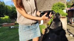 štěňata Flat Coated Retriever