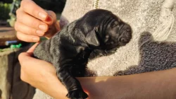 štěňata Flat Coated Retriever