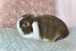 Zakrslý beránek minilop