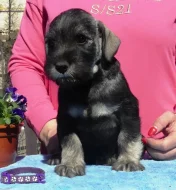 Knírač střední pepř a sůl