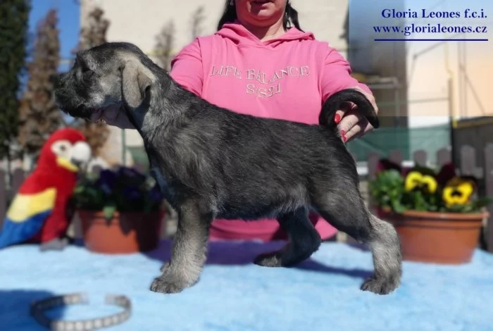 Knírač střední pepř a sůl