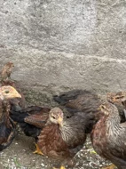 Velsumka zdrobnělá stříbrná