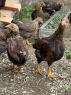 Velsumka zdrobnělá stříbrná