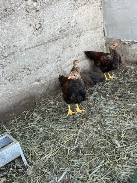 Velsumka zdrobnělá stříbrná