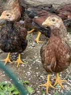 Velsumka zdrobnělá stříbrná