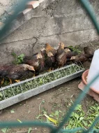 Velsumka zdrobnělá stříbrná