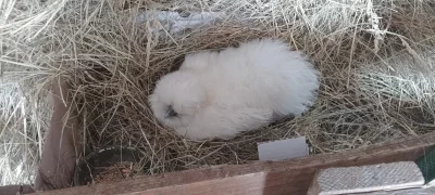 Ayam Cemani kuřata a hedvabničky kuřata a NV