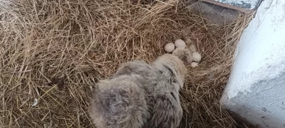 Hedvabničky kuřata a NV . Ayam Cemani kuřata.