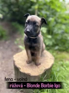 Štěňata Belgický ovčák malinois s PP - pracovní spojení