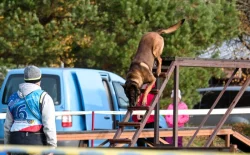 Štěňata Belgický ovčák malinois s PP - pracovní spojení