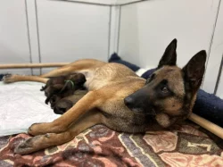 Štěňata Belgický ovčák malinois s PP - pracovní spojení