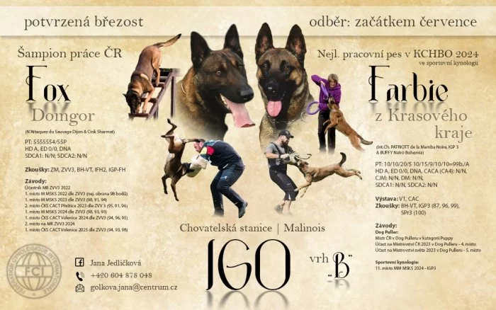 Štěňata Belgický ovčák malinois s PP - pracovní spojení