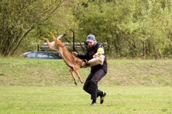 Štěňata Belgický ovčák malinois s PP - pracovní spojení