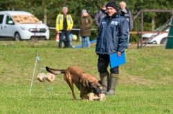 Štěňata Belgický ovčák malinois s PP - pracovní spojení