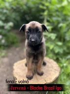 Štěňata Belgický ovčák malinois s PP - pracovní spojení