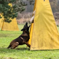 Štěňata Belgický ovčák malinois s PP - pracovní spojení