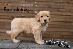 Hovawart štěňátka s PP