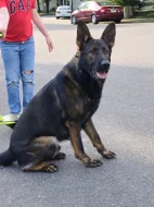 Německý ovčák pejsek