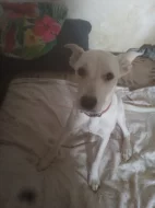 Štěňata irského setra z neplánovaného spojení