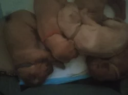 Štěňata irského setra z neplánovaného spojení