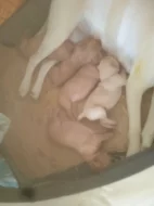 Štěňata irského setra z neplánovaného spojení